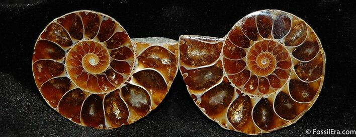 Small Inch Wide Desmoceras Ammonite Pair #404